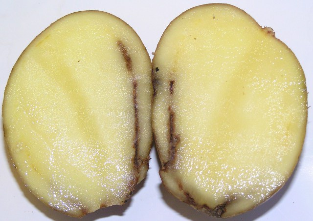 антракноз картофеля